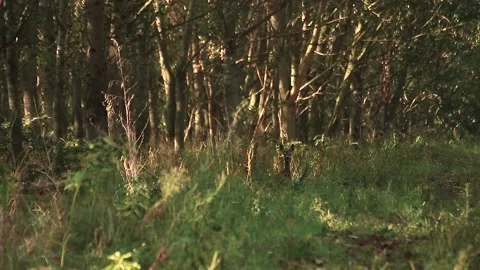 Deer listening Stock Footage 166552099