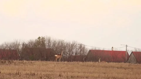 Deer listening Stock Footage 166892763