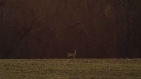 Deer listening Stock Footage 166897036