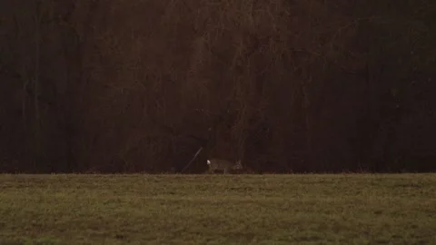 Deer listening Stock Footage 166897049