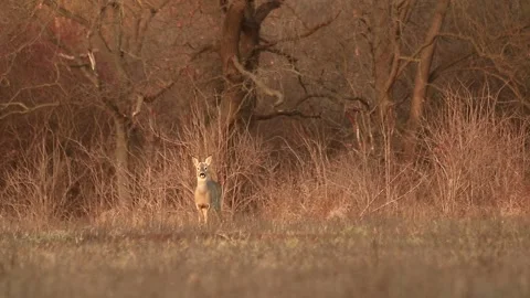 Deer listening Stock Footage 167314802
