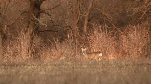 Deer listening Stock Footage 167314831