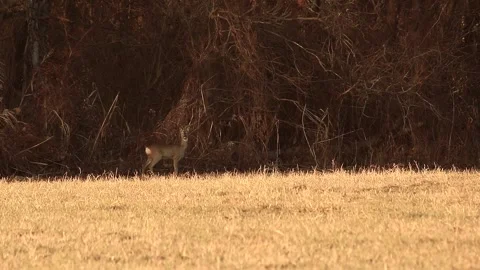 Deer listening Stock Footage 167314873