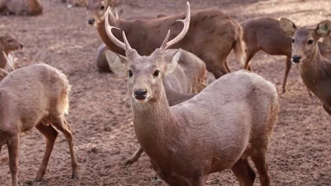 Deer live in the forest naturally. Animals live in nature 動画素材 225598867