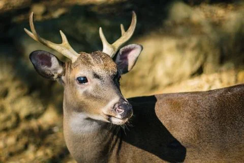 Deer locking nice Stock Photos