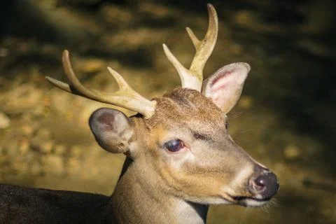 Deer locking nice Stock Photos