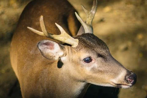 Deer locking nice Stock Photos