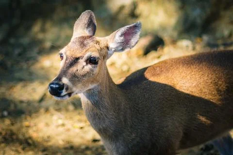 Deer locking nice Stock Photos