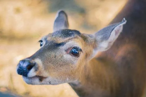 Deer locking nice Stock Photos