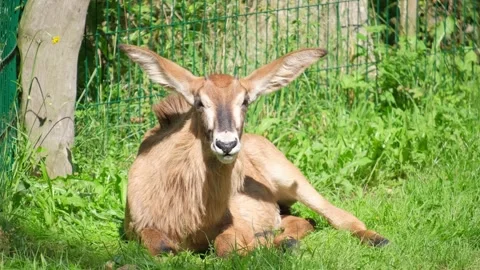 Deer with long ears rests lying on green grass. Animal in the zoo Stock Footage 252745023