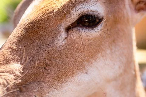 Deer long muzzle brown dark black eyes wild animal close up Stock Photos
