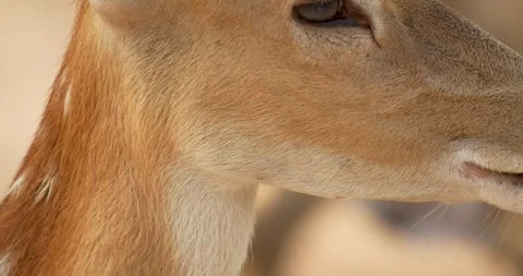 Deer look at camera, close up. (Vietnamese Or Indochinese Sika Deer) Stock Footage 271622377