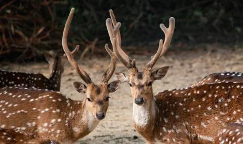 Deer lookiing at the camera. Stock Photos
