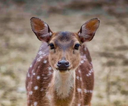 Deer lookiing at the camera. Stock Photos