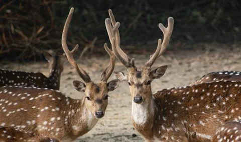Deer lookiing at the camera. Stock Photos