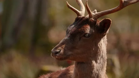 Deer looking around 库存影片 153659040