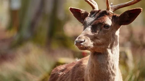 Deer looking around 库存影片 153661026