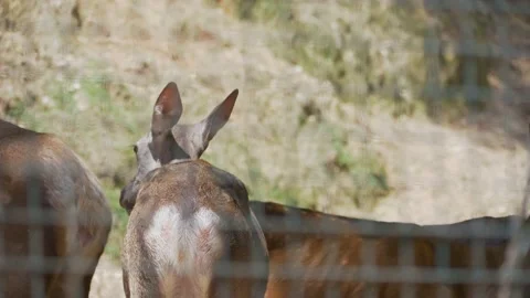 Deer looking around Stock Footage 156010317