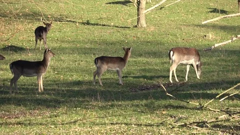 Deer looking around in the forest, slow motion. Stock Footage 98502103