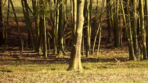Deer looking around in the forest, slow motion. Stock Footage 98502126