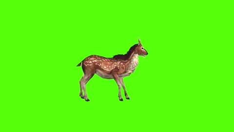 Deer Looking Around Green Screen Animation 4K Rendering Stock-Footage 278137829