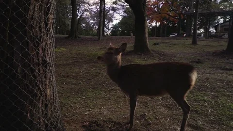 Deer looking around in the lawn Stock Footage 79400786
