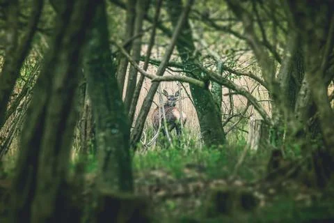 Deer looking back in a forest clearing Stock Photos