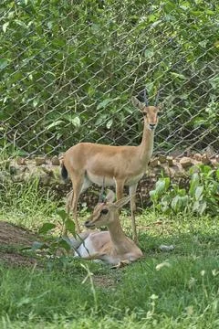 A deer is looking at the camera and another one is sitting Foto stock