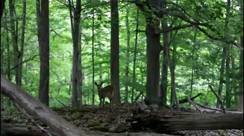 Deer Looking At Camera And Walks Away Stock Footage 50614633
