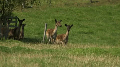 Deer looking at camera Video stock 11239438