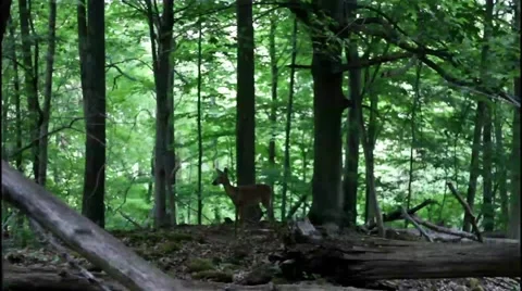 Deer Looking At Camera Stock Footage 50614602