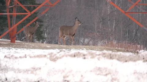 Deer Looking at Camera. Stock Footage 59525559