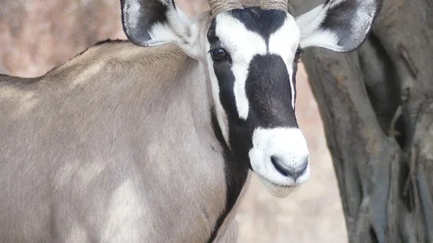 Deer looking at the camera. 스톡 동영상 92333467