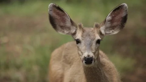 Deer looking at camera Stock Footage 104876902