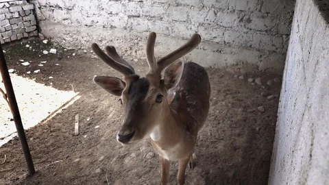 Deer is looking into the camera Stock Footage 109511187