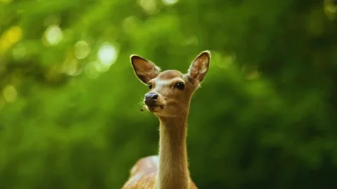Deer Looking at Camera Stock Footage 323143869