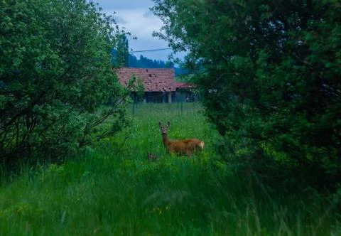 Deer looking into camera Photos