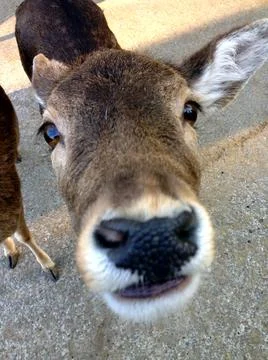 Deer is looking into the camera Stock Photos