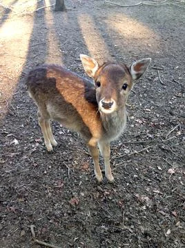 Deer is looking into the camera Stock Photos