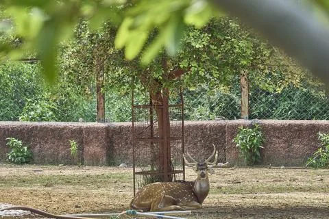 A deer is looking at the camera Stock-Fotos