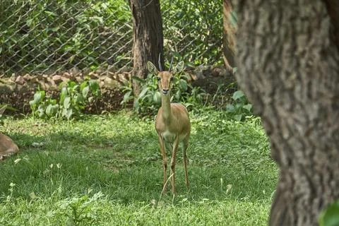 A deer is looking at the camera Stock Photos