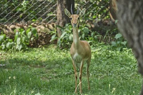 A deer is looking at the camera Stock-Fotos