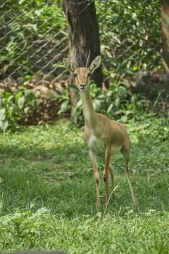 A deer is looking at the camera Stock Photos