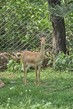 A deer is looking at the camera Foto stock