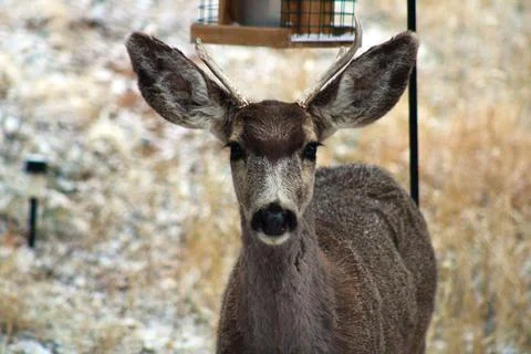 Deer looking into camera. Stock Photos