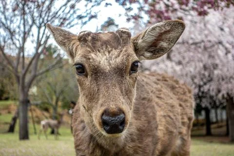 A deer looking at the camera with sakura trees in the back. Nara. Hanami. Jap Stock Photos