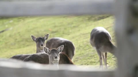 Deer looking at camera through fence Stock Footage 12732386