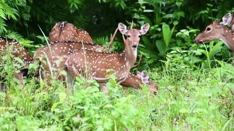Deer looking at the camera while chewing in Kabini national park Stock Footage 282653213
