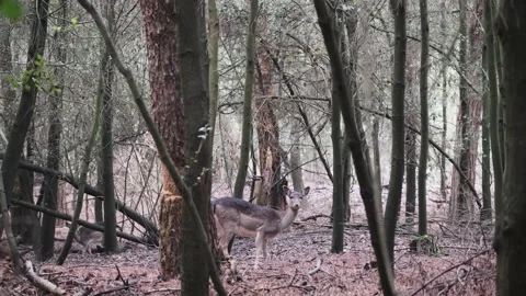 A deer looking at camera from the woods Stock Footage 148830673