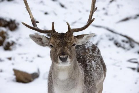 Deer looking directly into lens Stock Photos